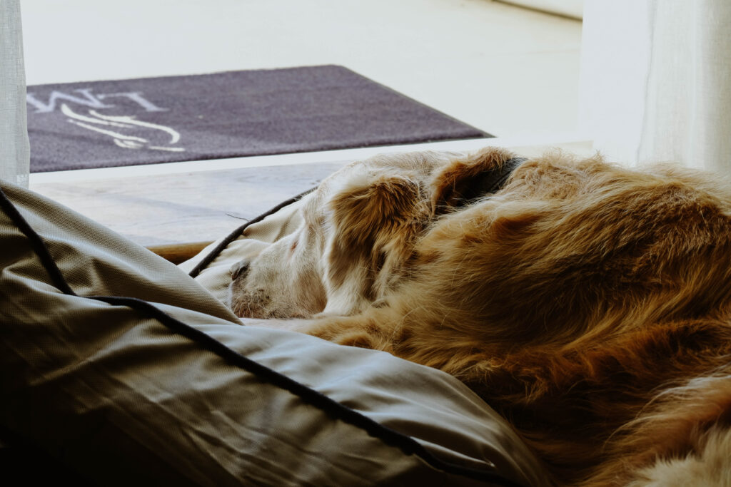 Dog Friendly Hotel Dogs Lympstone Manor