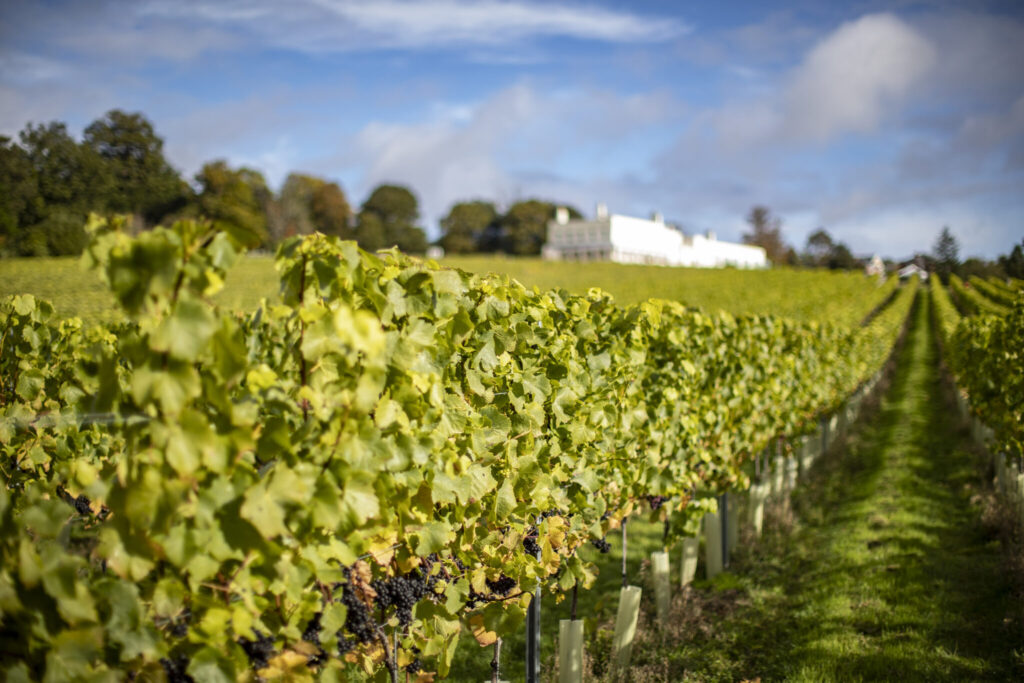 CELEBRATORY DEVON LUNCH AND WINE TASTING WITH LYME BAY Lympstone Manor