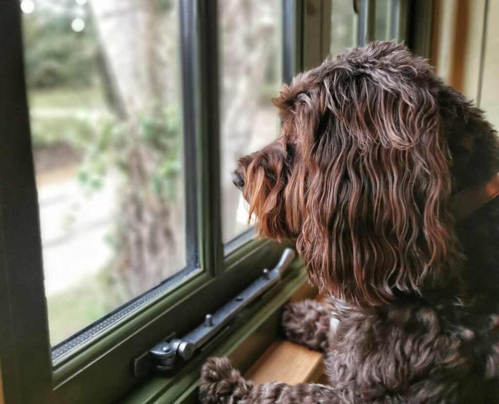 Dog looking out of the Shepherd Hut window at Lympstone Manor