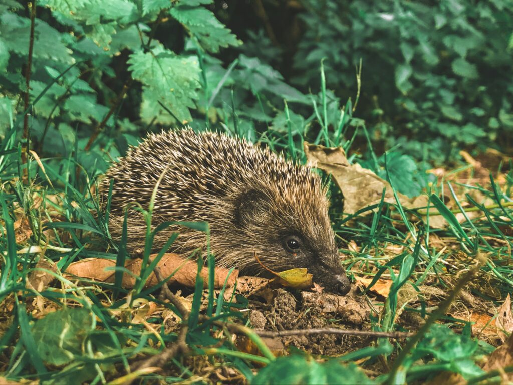 Hedgehog in nature