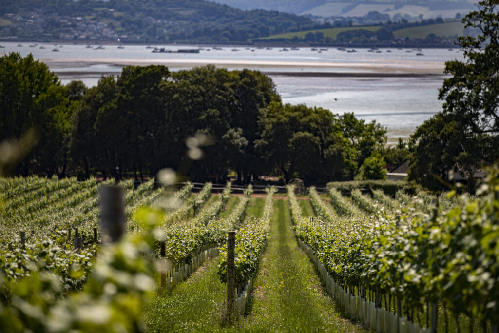 Lymsptone Manor Vineyard and view of the Exe Estuary
