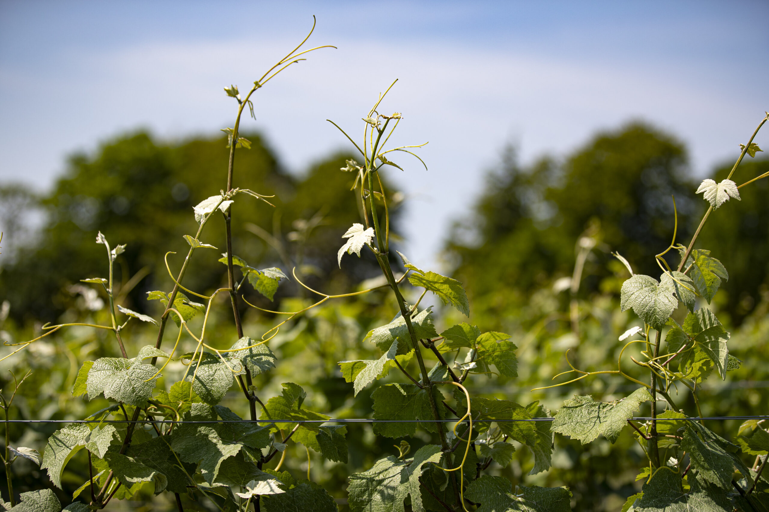 Vines growing in the sunshine at Lympstone Manor Estate vineyard