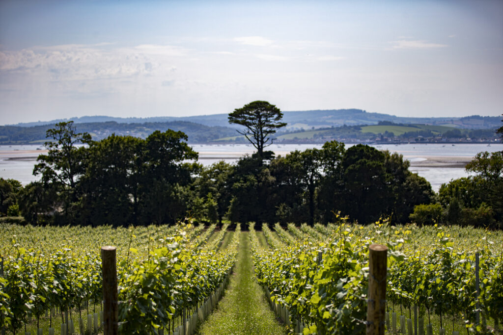 View of Lympstone Manor vineyard and the Exe estuary