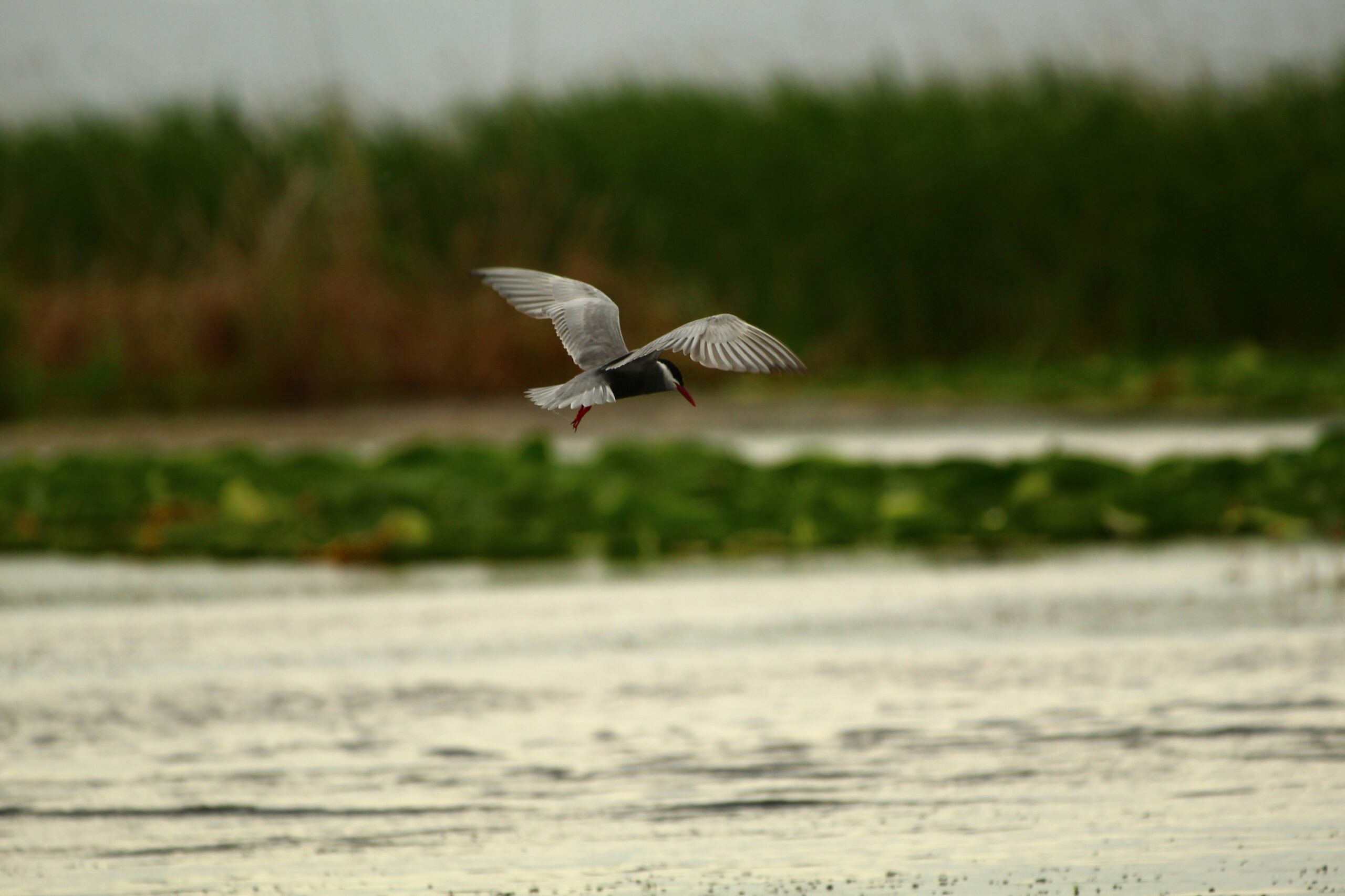Bird flying over water with landscape in the background