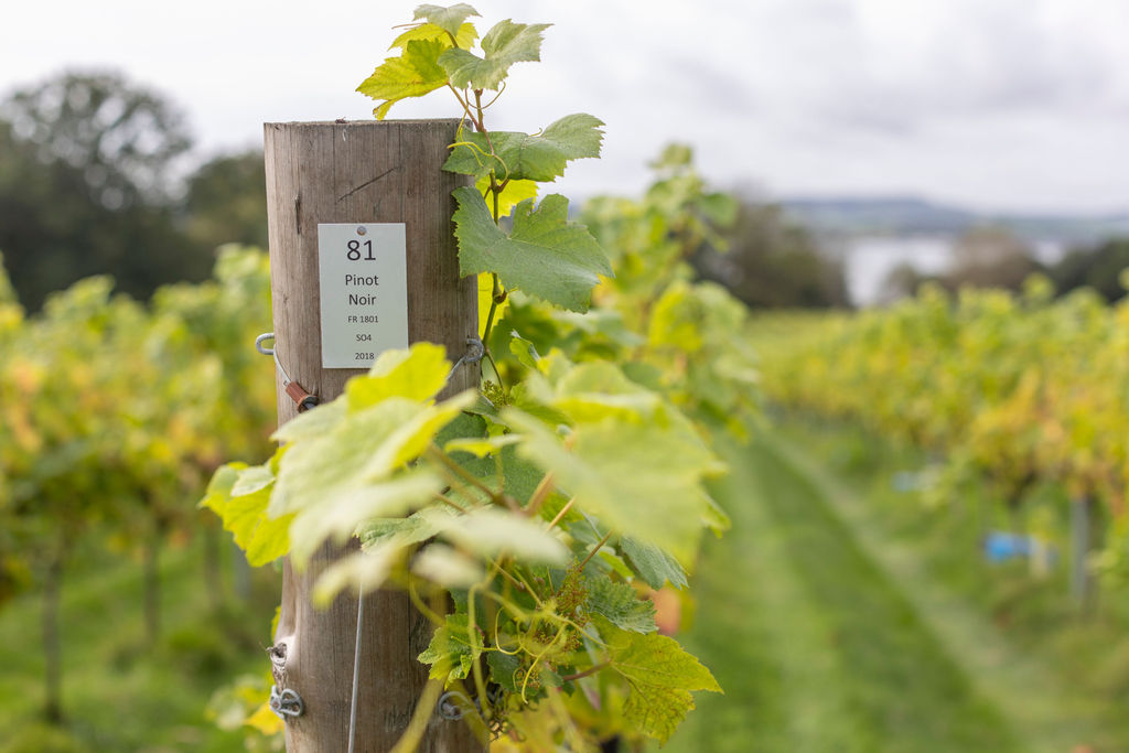 Lympstone Manor Estate Vineyard with views over the estuary