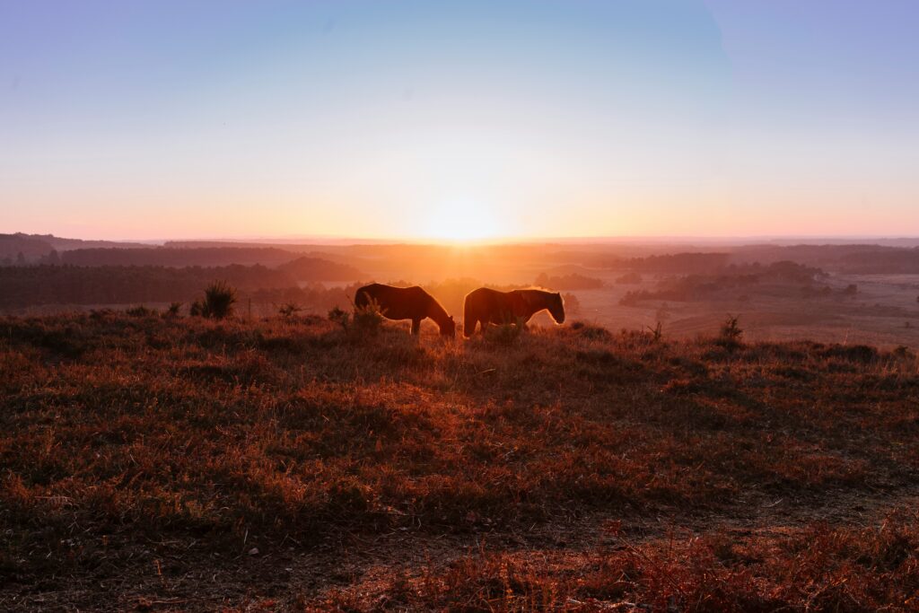 Ponies on the moor at sunset