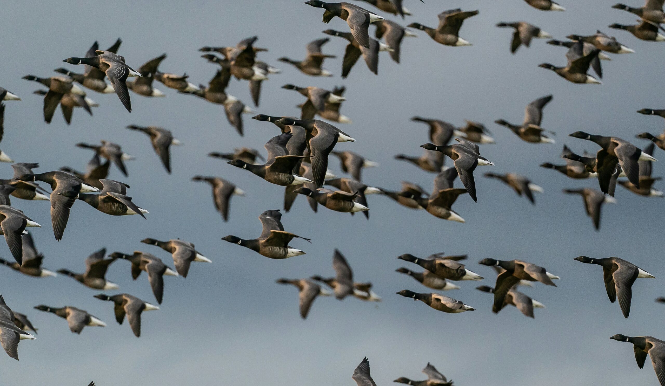 Migrating birds flying across the sky