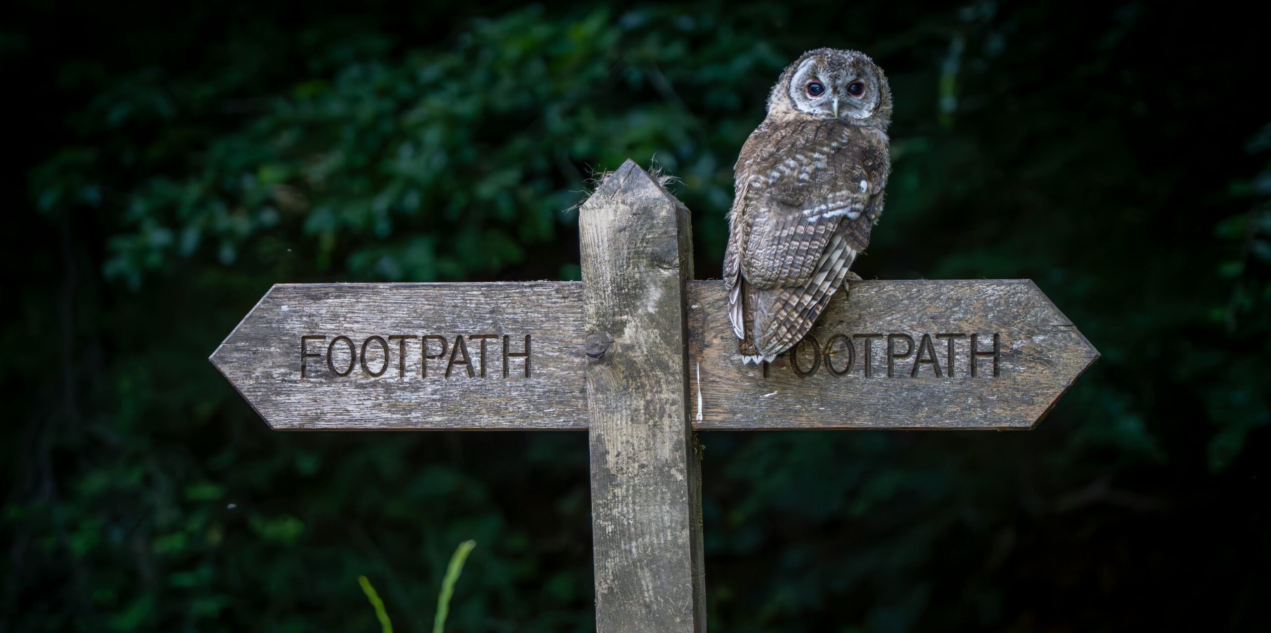 Owl sitting on a footpath sign