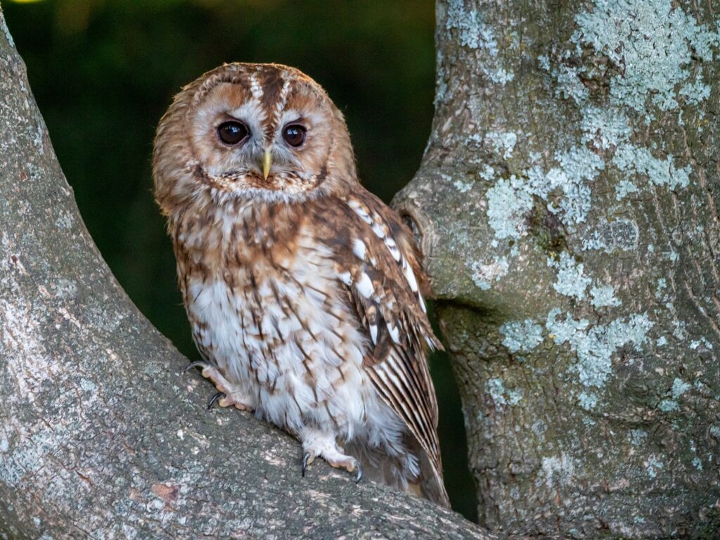 Owl sitting in a tree